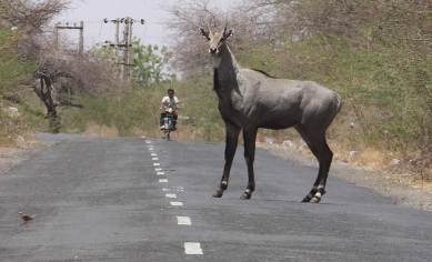 To save crops and legitimise killing nilgai, Madhya Pradesh renames it to 'rojad' in rulebooks | India News,The Indian Express To save crops and legitimise killing nilgai, Madhya Pradesh renames it to 'rojad' in rulebooks | India News,The Indian Express