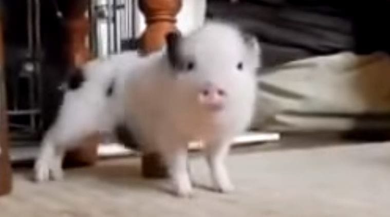 viral video, Rihanna, work, work work, piglet, piglet dancing, pig dancing, piglet twerking, pig twerking, cute video, incredible video, animal dancing video