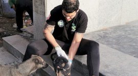 delhi man attacks dog, delhi dog killer, delhi man kills dogs, dog killer delhi, delhi puppy killer, delhi news, india news, delhi dog killer video,