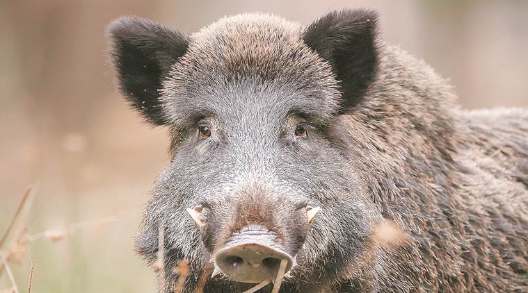 Male boar watching