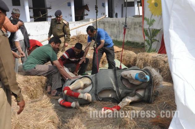 Shaktiman, Shakitmaan, BJP MLA Ganesh Joshi, BJP MLA attack Shaktiman, Shaktiman Leg, Shaktiman Prothetic leg, horse, Shaktiman Horse, Shaktiman horse prosthetic Leg, Shaktiman Pics, Shaktiman photos, Shaktiman Prosthetic Leg Pic, Shaktiman Prosthetic leg photos,