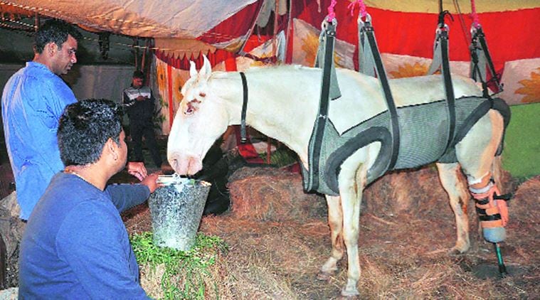 uttarakahnd elections 2017, uttarakhand elections, shaktiman, shaktiman horse, horse beaten, BJP horse beaten, ganesh joshi, BJP protest, dehradun horse beaten, dehradun bjp protest, amputation legs, shaktiman dead, indian express news, india news, elections news
