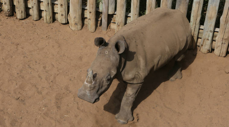 South Africa, Illegal Poaching, South Africa Illegal poaching, South Africa Rhinos killed, South Africa White Rhinos killed, White rhinoceros, White Rhino, White Rhino poaching, Africa news, World news