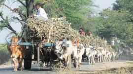 punjab, punjab government, punjab sugar mills, sugar mills regulation, punjab govt sugar mills, punjab news, india news