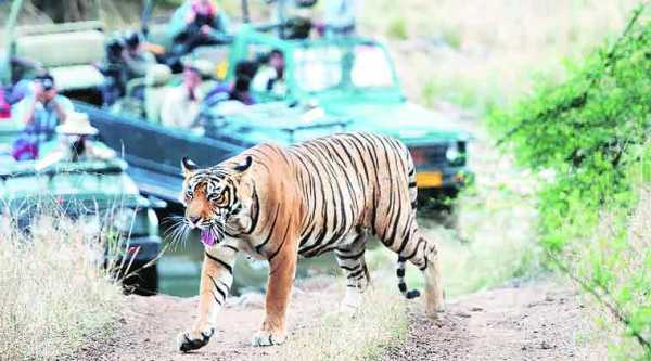 tiger, indian tiger, count of tigers in india, killing of tigers, number of tigers in india, indian tiger, Ranthambhore Tiger Reserve, tiger killed Kota