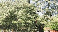 chandigarh, chandigarh plants, plants in chandigarh, Chandigarh Botanical Garden and Nature Park, Chandigarh Botanical garden, persian lilac, neem tree, benefits of neem, Melia azedarach, chandigarh news