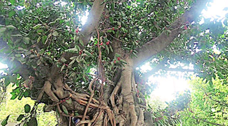 treemn