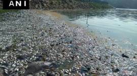 ulsoor lake, bengaluru, bangalore, bengaluru ulsoor lake, ulsoor lake pollution, ulsoor lake dead fish, ulsoor lake fish dead, bengaluru news, karnataka news, india news