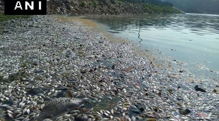 Image result for bangalore lakes pollution indian express