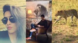 Asin, Asin Rahul Sharma, Asin Rahul, asin thottumkal, Asin African Safari, asin thottumkal in Africa, Asin Rahul in Africa, Asin Rahul holiday pics, Asin holiday pics, Entertainment news