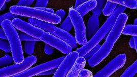 bacteria, research, bacteria on nutrition, bacteria research, malnutrition, malnutrition in children, children malnutrition, india express