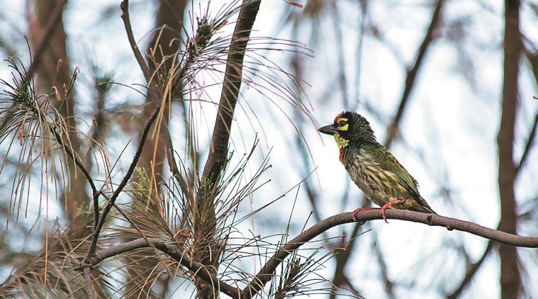 The bird gets its name from its distinctive call which is said to resemble the sound that a coppersmith makes by beating sheets of copper with a mallet. Photo courtesy: Maya Pillai