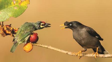 Valmik Thapar, Valmik Thapar books, Valmik Thapar winged fire, winged fire book review, Valmik Thapar book reviews, indian birds, books on indian birds, latest book releases,