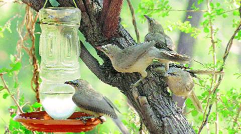 Habitat for birds, animals shows way | Cities News,The Indian Express