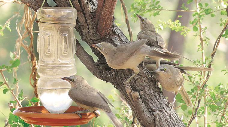 Habitat For Birds Animals Shows Way Cities News The Indian Express