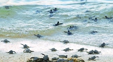 sea turtles rescued, Konkan coast, Forest department, Maharashtra news, indian express news