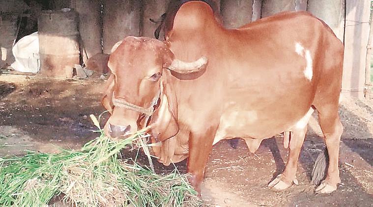 Brazil claims to have achieved higher milk yield from Indian cow breeds like the Gir (above).  It had imported the germplasm for these cows from India decades ago. Express photo  