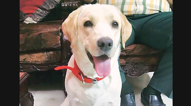 Sugar, an 11-month-old Labrador Retriever, pounced on the intruder who attacked her owner. Express