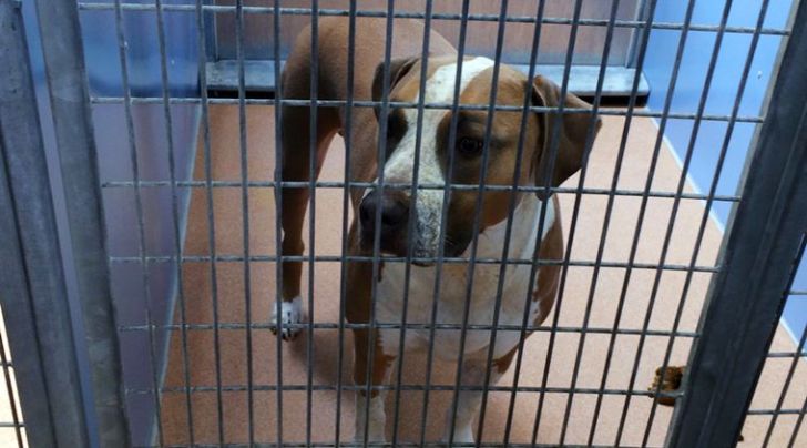 san diego, san diego dog, dog kills baby, dog attack, dog attacks boy, dog mauls baby, world news