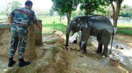 Army, baby elephant, ditch, Guwahati cantonment, Guwahati, india news