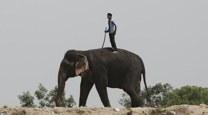 Kerala: Elephant attacks man who tried to take a selfie with it | India News,The Indian Express Kerala: Elephant attacks man who tried to take a selfie with it | India News,The Indian Express