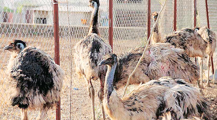 Emu, Emu bird, Emu bird survival, Emu in maharashtra, Emu news, pune news