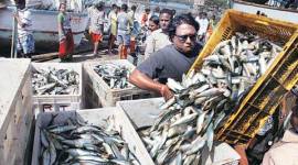 west bengal, west bengal government, fish diseases, fish diseases in bengal, bengal fish diseases, laboratory test, indian express news, india news, kolkata news