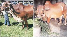 Mohammad Akhlaq, cow slaughter, beef ban, Dadri cow slaughter, Bisara village cow slaughter, Prevention of Cow Slaughter act, news, India news, national news, latest news, Gautam Budh Nagar police, noida police, beef consumption, Government Veterinary Hospital, goat not cow