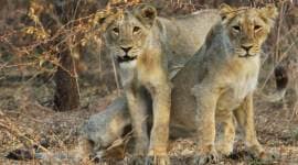 lions in Amreli, Amreli, amreli village, gujarat village, gir forest, Gir national park, gir sanctuary