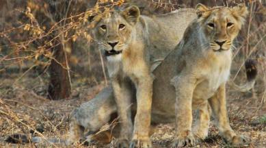 lions in Amreli, Amreli, amreli village, gujarat village, gir forest, Gir national park, gir sanctuary