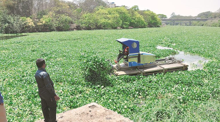 he Pavana river covered with hyacinth.