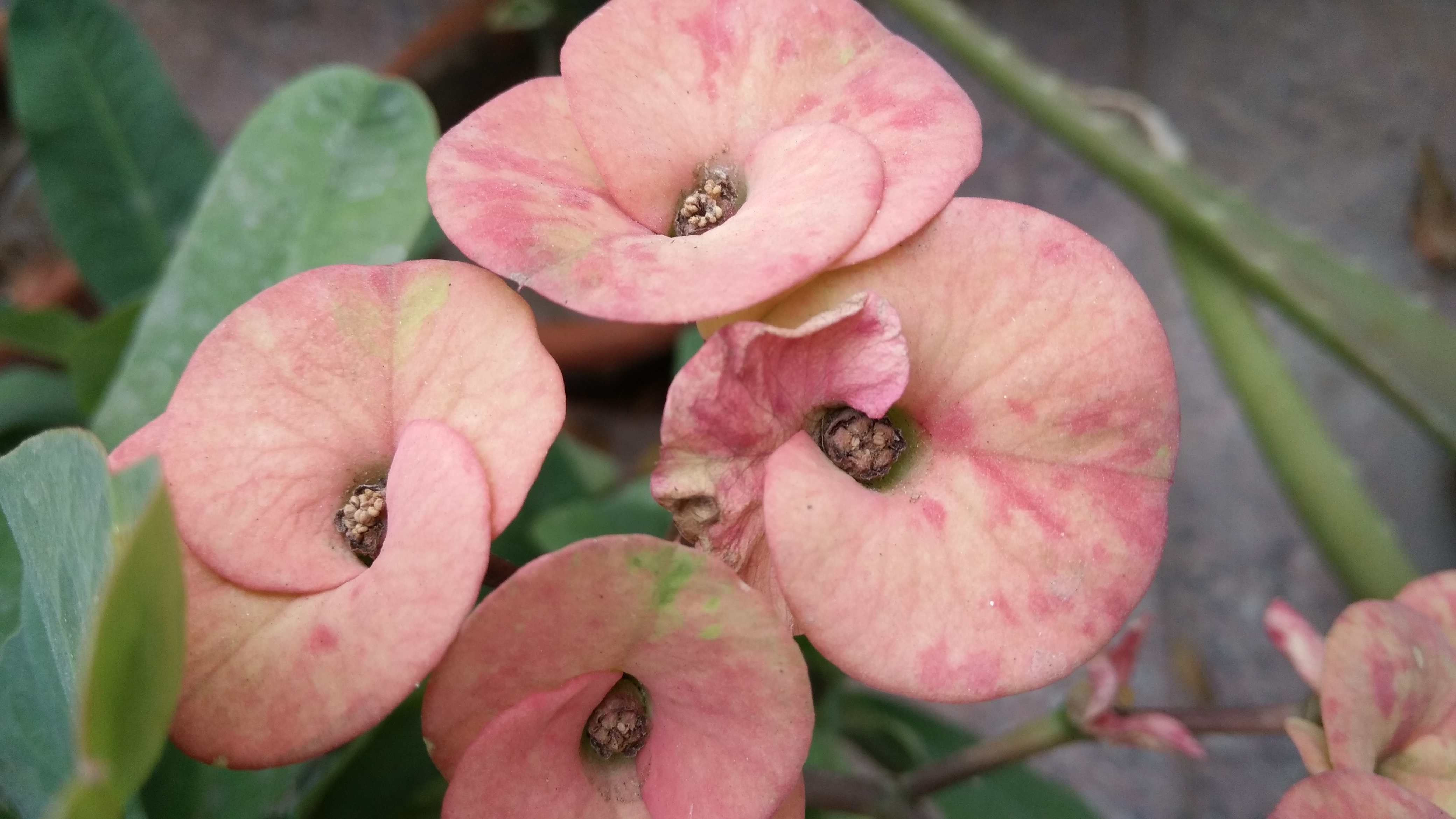 Vivo, Vivo V3Max, Vivo V3Max review, Vivo V3Max price, Vivo V3Max specs, Vivo V3 Max features, Vivo V3 Max, Vivo V3Max sale, Vivo smartphones, budget smartphones, smartphones, technology, technology news 