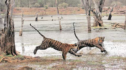 tiger conservation, NTCA, Madhya Pradesh, MP national park, Mowgli, Pench national park, tigers in MP national park, forest authority in MP national park, tiger poaching in pench national park, India news