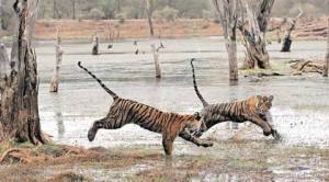 A mockery of both science and sensibility: What’s wrong with the tiger numbers