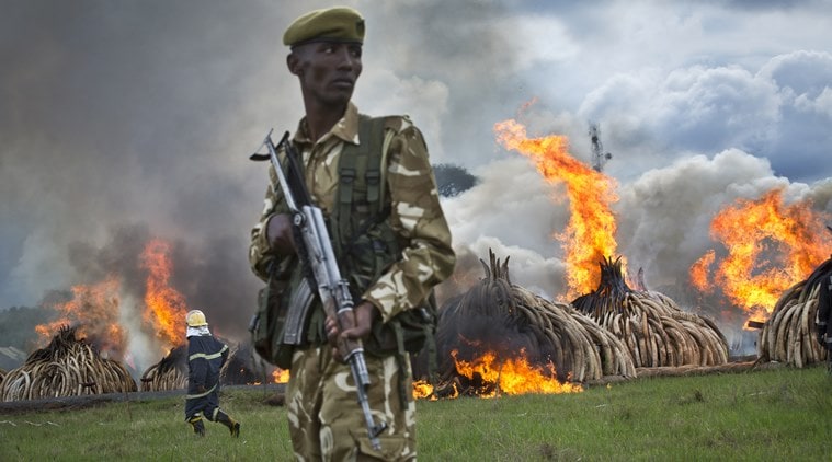 Kenya, Kenya Ivory, Kenya burns Ivory, Kenya Ivory seizure, Kenya Ivory pyres, Kenya Ivory poaching