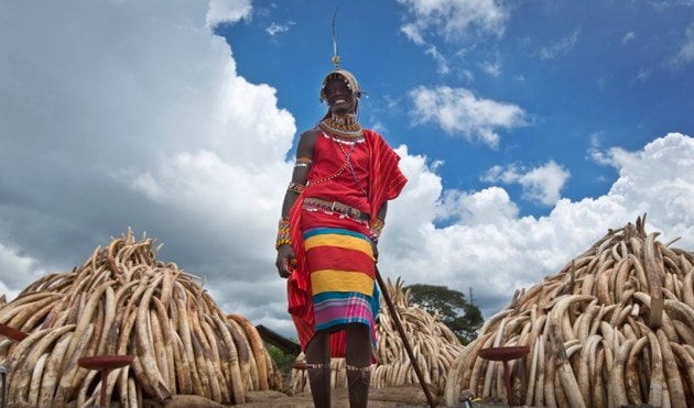 kenya, kenya ivory, kenya ivory photos, ivory photos, kenya ivory burning, kenya burning ivory, elephant poaching, rhino poaching, africa, africa ivory, africa ivory burning, africa news, world news