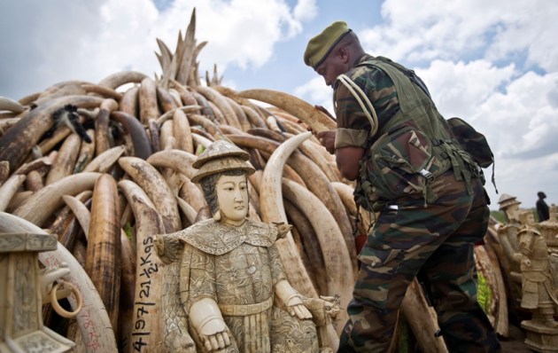 kenya, kenya ivory, kenya ivory photos, ivory photos, kenya ivory burning, kenya burning ivory, elephant poaching, rhino poaching, africa, africa ivory, africa ivory burning, africa news, world news