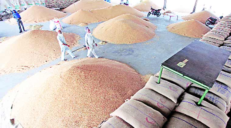 Farmers at Punjab’s Khanna grain mandi. (Express Photo: Kamleshwar Singh)