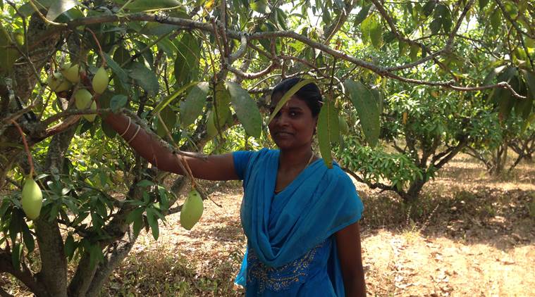 At the farm in Krishnagiri near Bengaluru, which is the heart of the totapuri mango growing belt. (Photo: Bijal Vachharajani)