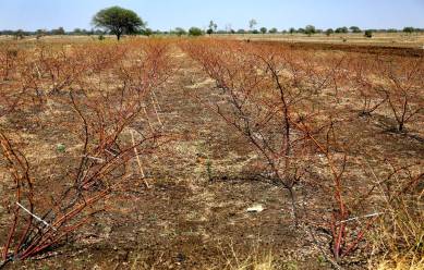 marathwada, maharashtra rains, marathwada drought, drought marathwada, maharashtra rainfall, maharashtra monsoon, india news, maharashtra news