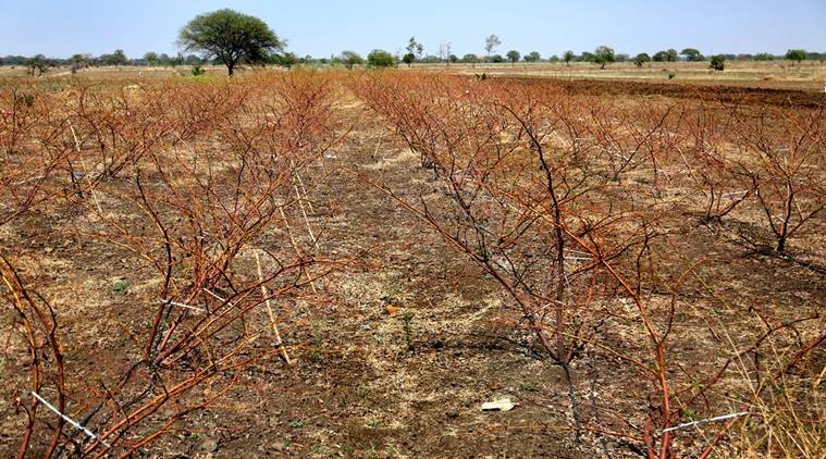 imd, marathwada, vodarbha, monsoon, heatwave, maharashtra, pune news, indian express