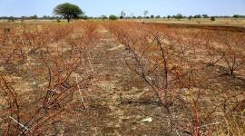 imd, marathwada, vodarbha, monsoon, heatwave, maharashtra, pune news, indian express