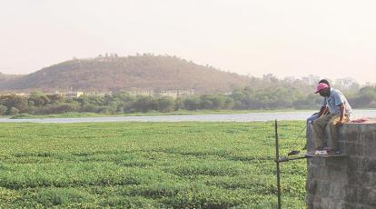Water hyacinth menace: No action in 40 years despite pleas, say