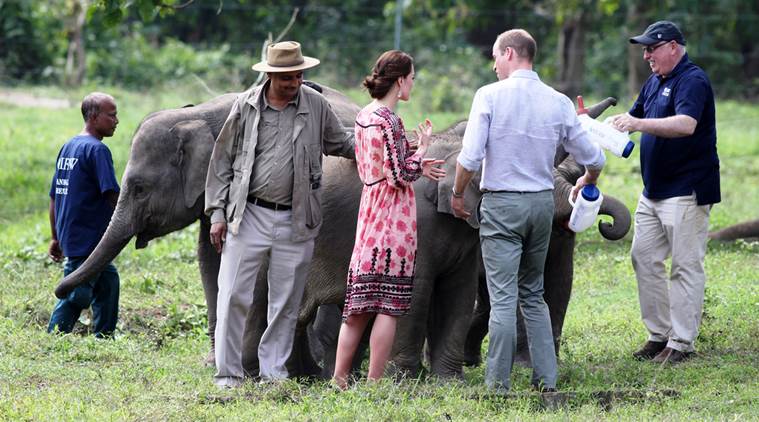 Royal couple visit Kaziranga, hand-feed orphaned rhino cub | India News ...