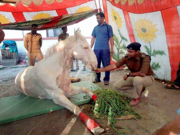 shaktiman, shaktiman horse, shaktiman horse death, shaktiman dead, police horse shaktiman, shaktiman harish rawat, harish rawat shaktiman, shaktiman latest