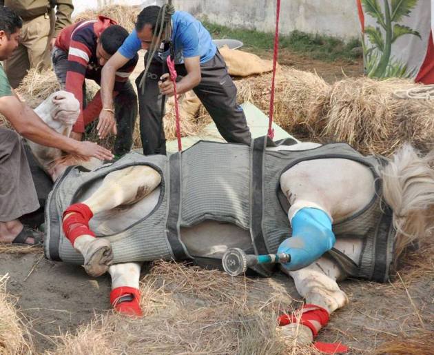 shaktiman, shaktiman horse, shaktiman horse death, shaktiman dead, police horse shaktiman, shaktiman harish rawat, harish rawat shaktiman, shaktiman latest