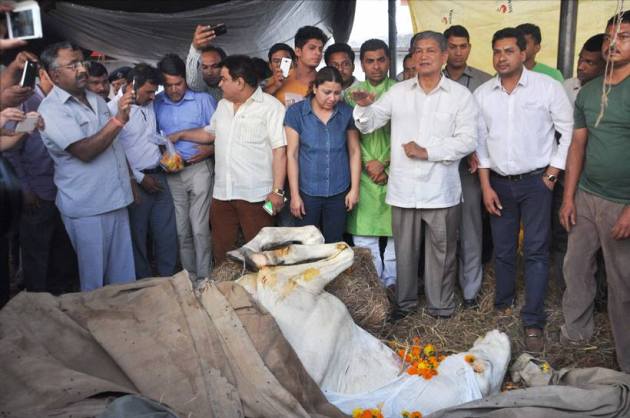 shaktiman, shaktiman horse, shaktiman horse death, shaktiman dead, police horse shaktiman, shaktiman harish rawat, harish rawat shaktiman, shaktiman latest