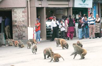 Menacing Monkey Moves into Abandoned House, Attacks Children and