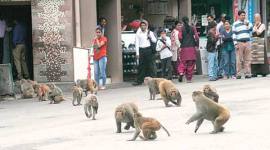 himachal pradesh, himachal farmers, monkeys, monkeys in himachal, himachal news, himachal farmers, himachal pradesh farmers, india news