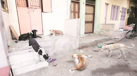 Show compassion, but don't allow stray dogs to become menace: Supreme Court  | India News,The Indian Express